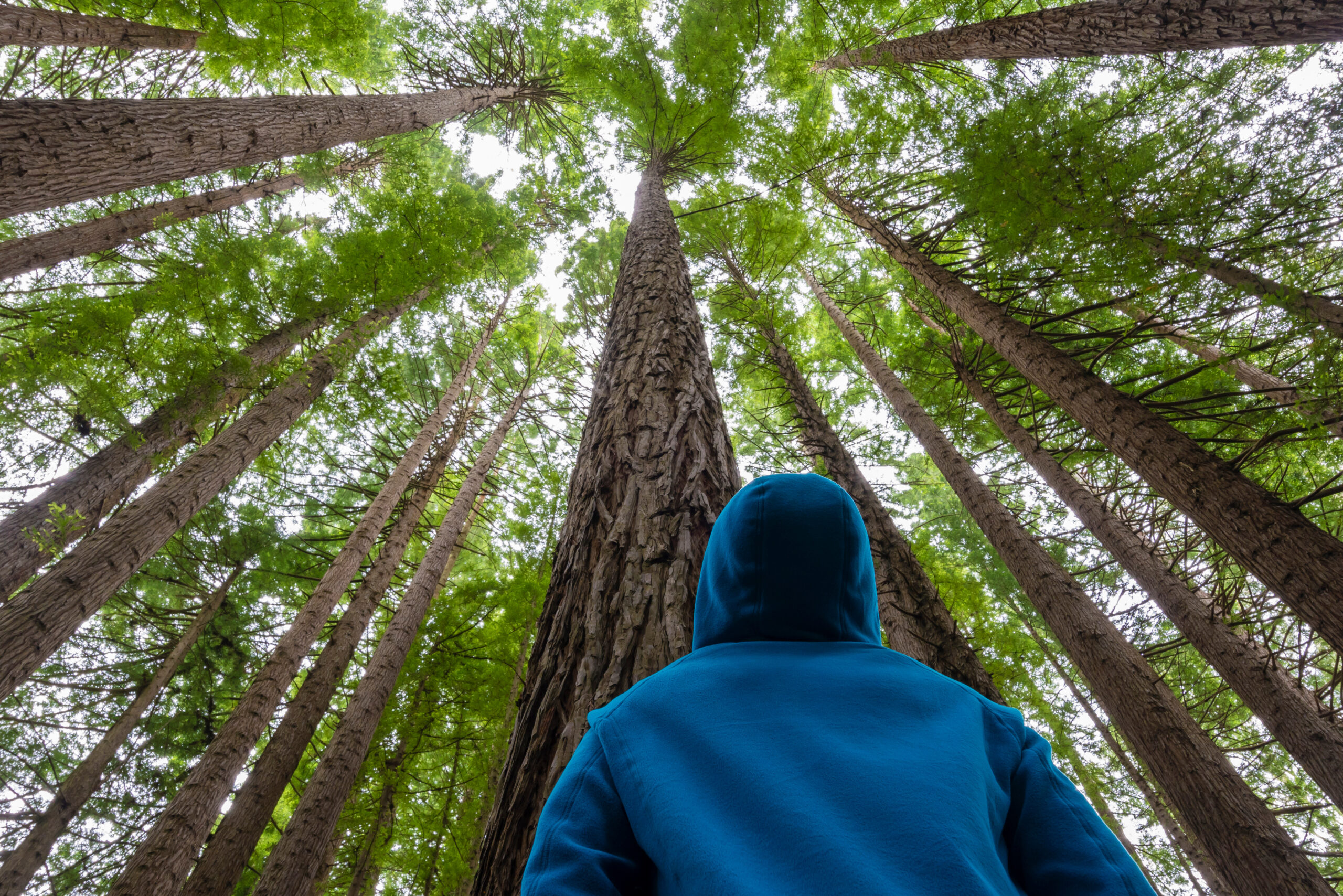 Teenager in blue hoodie standing in the forest looking up into the tall green trees into the blue sky.